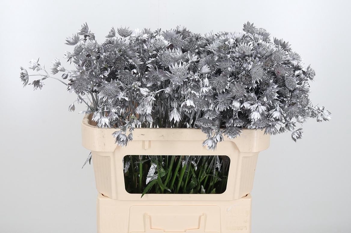 <h4>Astrantia Kl Bh Zilver</h4>