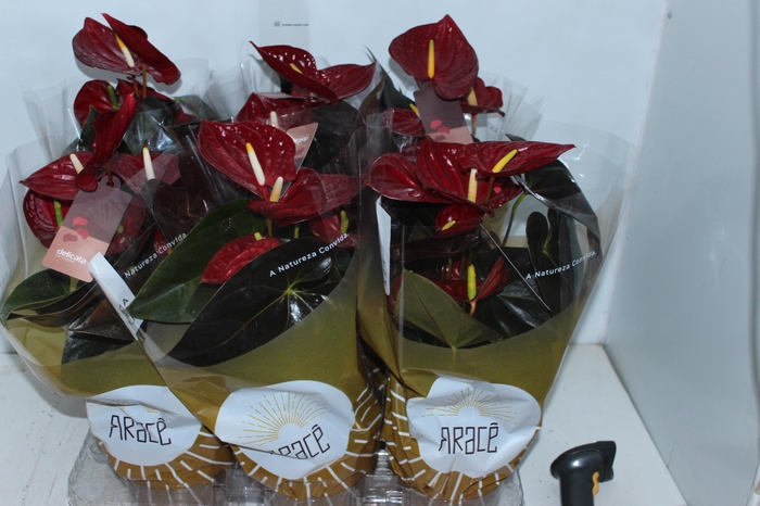 <h4>ANTHURIUM DELICATA P17</h4>