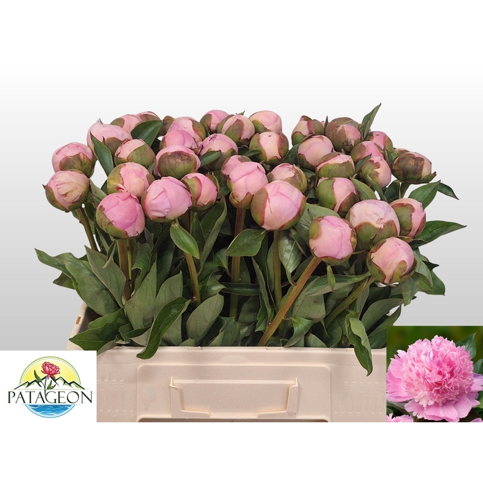 <h4>PAEO L ANGEL CHEEKS</h4>