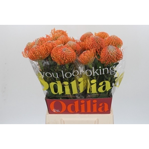 Nutans Ayoba Orange