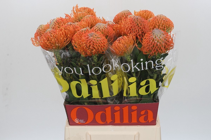 <h4>Nutans Ayoba Orange</h4>