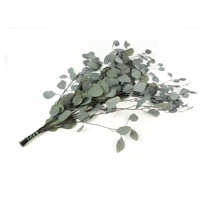 <h4>Preserved Eucalyptus Populus 65cm 150g</h4>