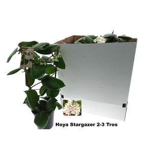 HOYA CALYC STARGAZER