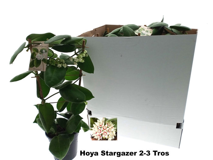 <h4>HOYA CALYC STARGAZER</h4>