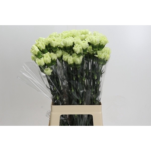 Dianthus St Lady Midori