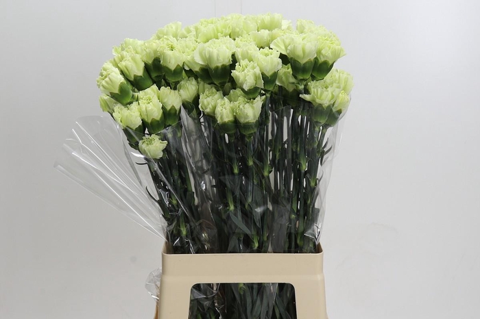<h4>Dianthus St Lady Midori</h4>