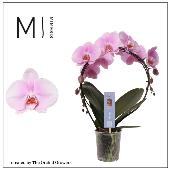 <h4>Phalaenopsis   ...rose</h4>