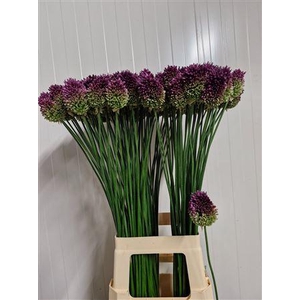 Allium Sphaerocephal 80cm