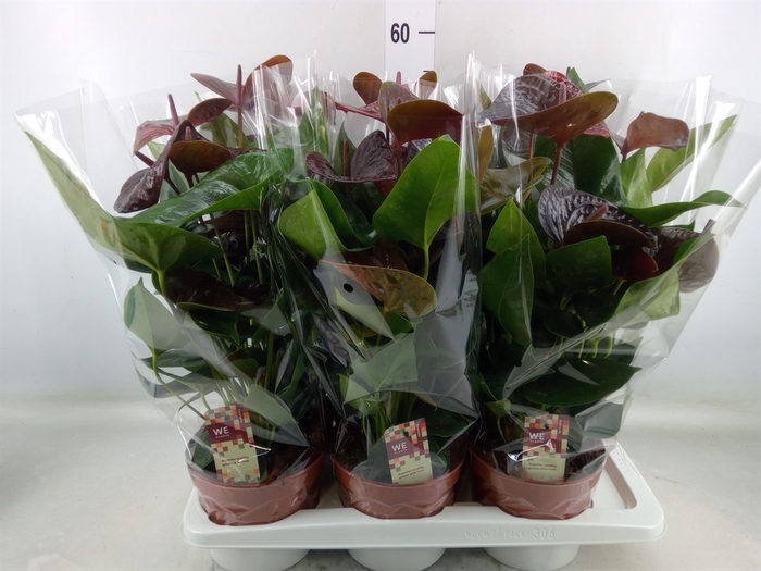 <h4>Anthurium andr. 'Essencia'</h4>