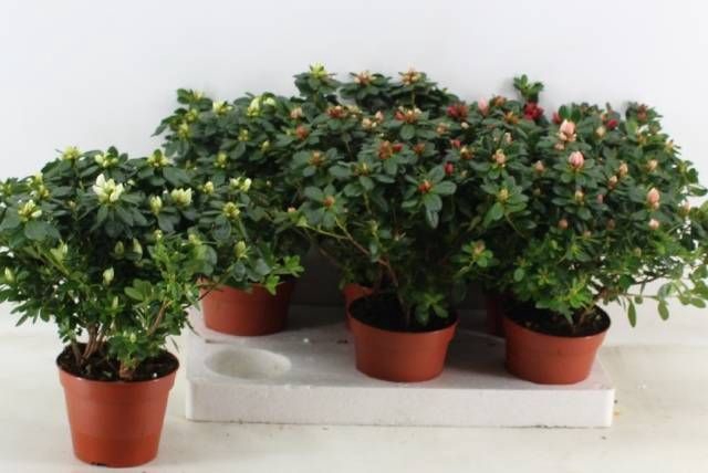 <h4>RHODO SI GEM</h4>
