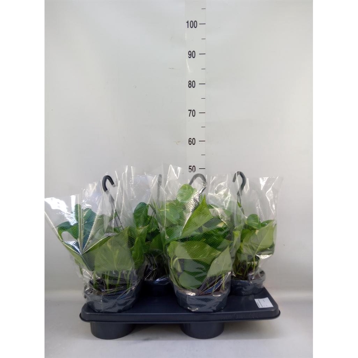 <h4>Epipremnum pinn. 'Aureum'  HG</h4>