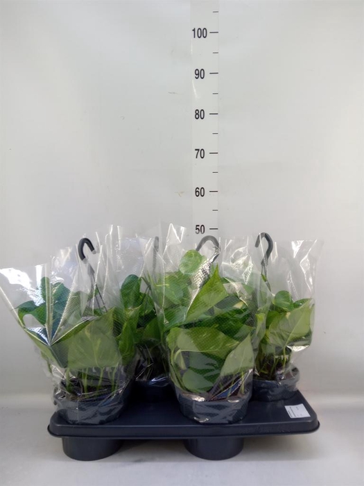 Epipremnum pinn. 'Aureum'  HG