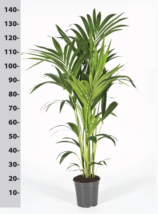 <h4>Howea forsteriana</h4>