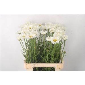 Leuc Vulg White