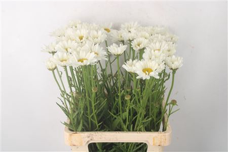 <h4>Leuc Vulg White</h4>
