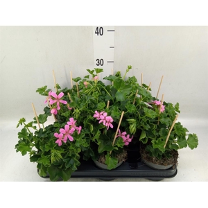 Pelargonium pelt. 'Balkon Lila'