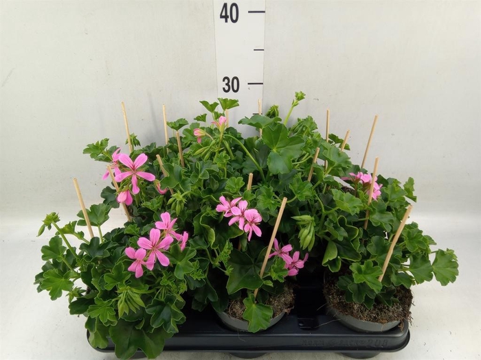 <h4>Pelargonium pelt. 'Balkon Lila'</h4>