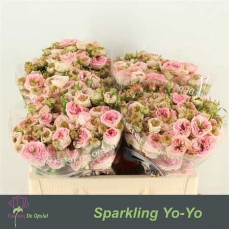 <h4>R Tr Sparkling Yo-yo</h4>