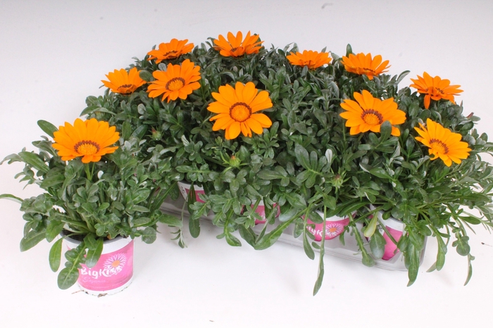 <h4>Gazania Rigens P12 - BigKiss - Orange</h4>