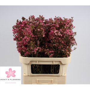 CHAME SARAHS DELIGHT