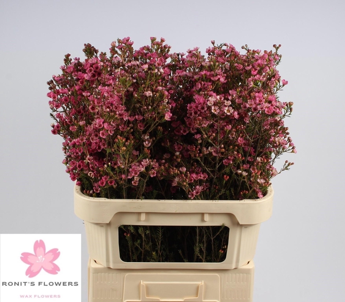 <h4>CHAME SARAHS DELIGHT</h4>