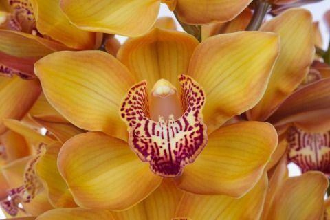 <h4>CYMB GR ESTHER ESTHER 60CM X 9</h4>