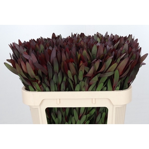 Leucadendron Saf Sunset Dark R.