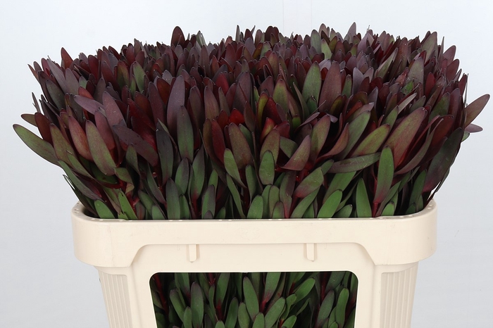 <h4>Leucadendron Saf Sunset Dark R.</h4>