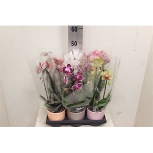 Phal Cascade Niagara Fals Keramiek