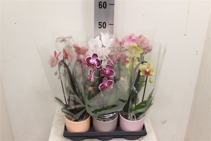 <h4>Phal Cascade Niagara Fals Keramiek</h4>