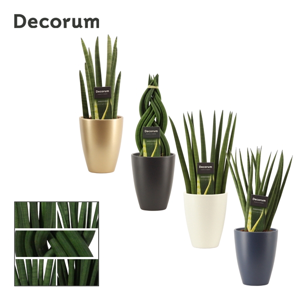 <h4>Sansevieria Cylindrica 12 cm mix in Carly (Neo Architect-coll.)</h4>