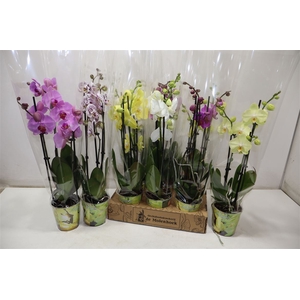 Phal Gem 4 Kl