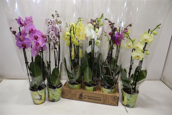 <h4>Phal Gem 4 Kl</h4>