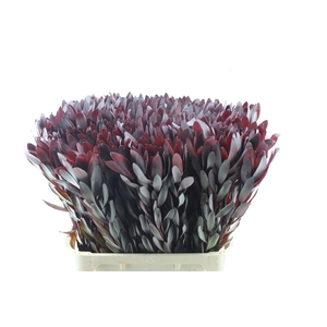 Leucad Saf Sunset Xl