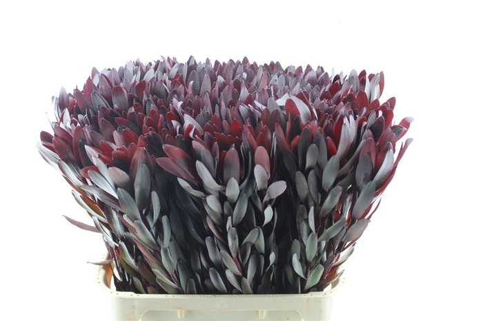 <h4>Leucad Saf Sunset Xl</h4>