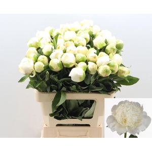 PAEO L BRIDAL SHOWER