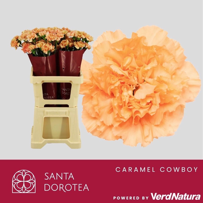 <h4>DI ST CARAMEL COWBOY</h4>