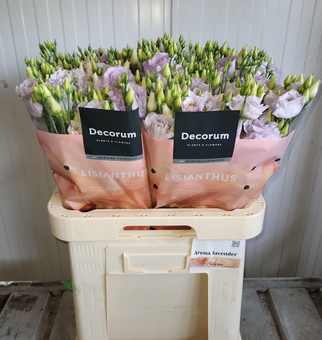 <h4>Lisianthus Arena lavender 70cm x50</h4>