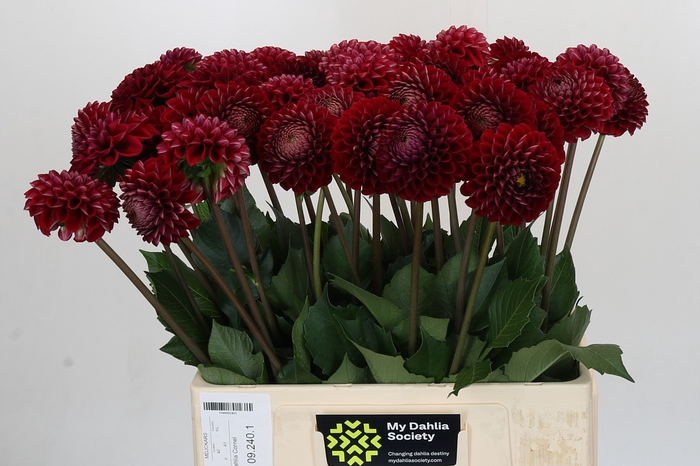 <h4>Dahlia Cornel</h4>