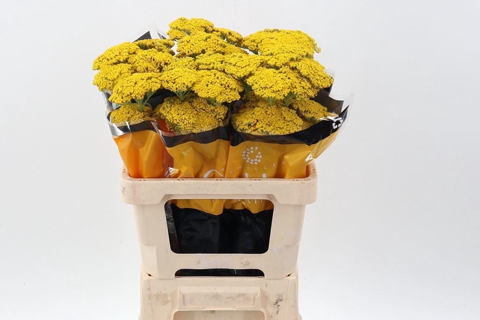 <h4>ACHILLEA 'GOLDEN PRAIRIE'</h4>