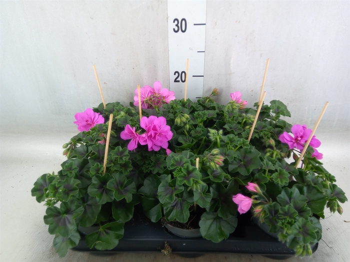 <h4>Pelargonium pelt.   ...</h4>