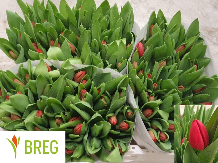 <h4>TU EN ESCAPE</h4>