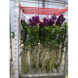 Vanda hybrids