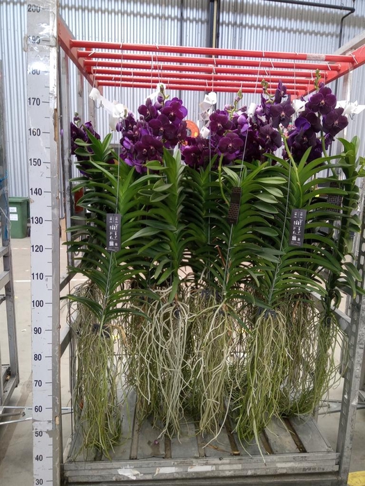 <h4>Vanda hybrids</h4>