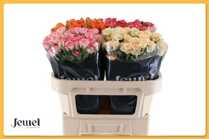 <h4>R TR GEM IN FUST Tros Water</h4>