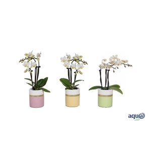 Dolomite Horizon Pastel Tiny Dolls Wit 3T18+ Aqu@