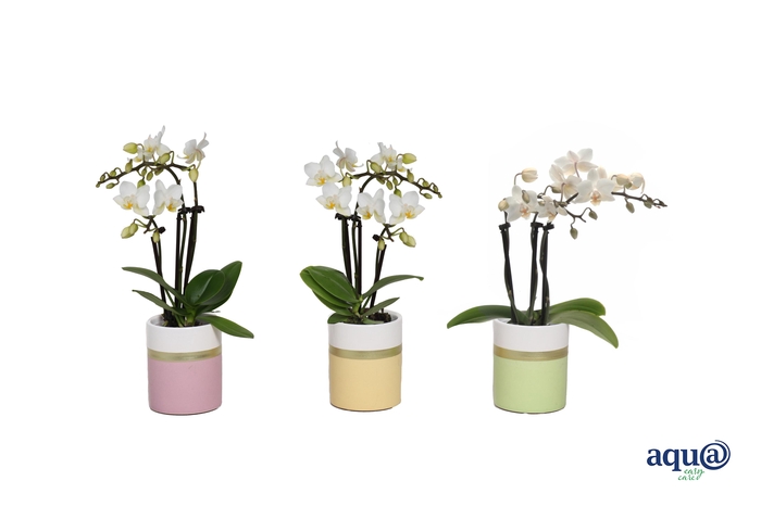 <h4>Dolomite Horizon Pastel Tiny Dolls Wit 3T18+ Aqu@</h4>