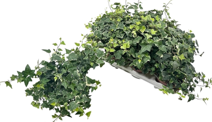 <h4>HED HE TAMARA</h4>