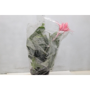 AECHMEA FASCIATA P17