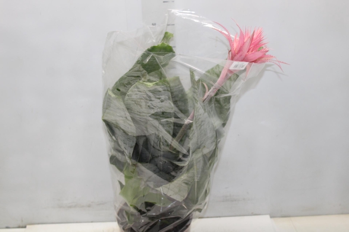 <h4>AECHMEA FASCIATA P17</h4>